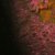 JPEG_2008